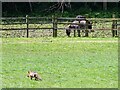 NZ2969 : Fox in field near Swallow Pond Nature Reserve by Robert Graham