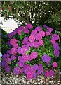 SW8557 : Nancolleth - Hydrangeas at the beginning of the lane (Pink) by Rob Farrow