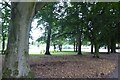 A Walk in Didsbury Village (72) Didsbury Park Under the Beech Trees