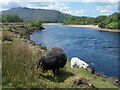 Black sheep, white lamb by the River Nevis