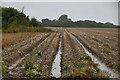 Stubble field