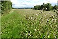 Thistles on Foscombe Hill