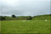 SH5929 : Sheep near Bryn Gwyn by DS Pugh