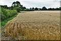 Clifton Reynes: Wheat field