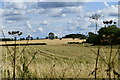 Hardmead: Harvested field