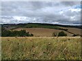 Conholt Bottom and Fosbury Camp Hillfort