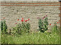 Wildflowers on Woodhayes Way