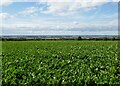 Sugar beet field and view over the Trent Valley