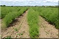 A field of asparagus