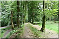 Southleigh, Blackbury Camp a c4th BC hillfort: The top of the north rampart