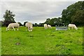 Grazing Charolais on Caylers Farm