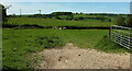 Cattle, Castle Hill Cottages