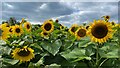 SK3275 : A field full of sunflowers by Graham Hogg