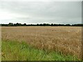 SJ7964 : Barley field at Brereton Heath by Stephen Craven