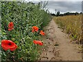 Poppies and farmland at Habberley