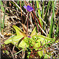 NL6087 : Common Butterwort (Pinguicula vulgaris) by Anne Burgess