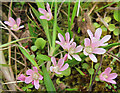 NL5680 : Bog Pimpernel (Lysimachia tenella) by Anne Burgess