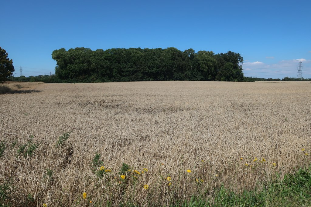 Field by Beauchamp's Plantation © Hugh Venables :: Geograph Britain and ...