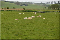 TQ8817 : Sheep, Brede Valley by N Chadwick