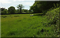 Sheep pasture near Evershot