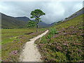 NO0396 : Scots Pine, Glen Derry by Adam Ward