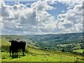SO0904 : Cattle above Cwm Bargod by Alan Hughes