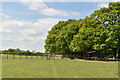 Footpath across pasture