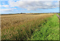 An Expanse of Wheat