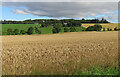 Field of Wheat