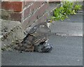 Peregrine Falcon mantling a pigeon