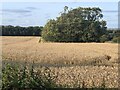 Wheat field, Deanmoor