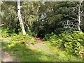 Bucklebury Common bridleway