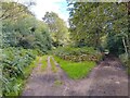 Bucklebury Common byway fork