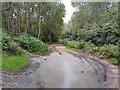 Bucklebury Common track