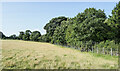 Grassed field crossed by public footpath