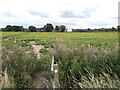 Footpath through the potatoes