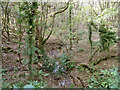 Woodland stream above Pebble Hill bridge