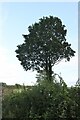 Tree by Lutterworth Road, Smockington