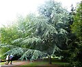 Tree, Westgate Gardens, Canterbury