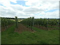SU6437 : Rows of vines, Hattingley Valley vineyard by Christine Johnstone