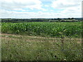 Field of maize, Hattingley