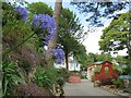 SH5837 : Agapanthus in Portmeirion by Malc McDonald