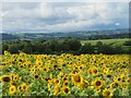 Sunflowers at Low Barrowby