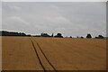 Ripening wheat