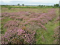 Liverton Moor