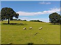 SU5469 : Bucklebury sheep by Oscar Taylor