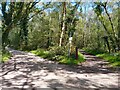 Bucklebury Common track fork