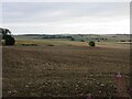 Harvested field at Altons