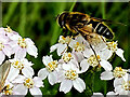 Hoverfly on common yarrow, Claraghmore