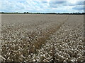 Large wheatfield, north of Park House Farm